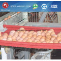 Poultry Equipment Chicken Layer Cage